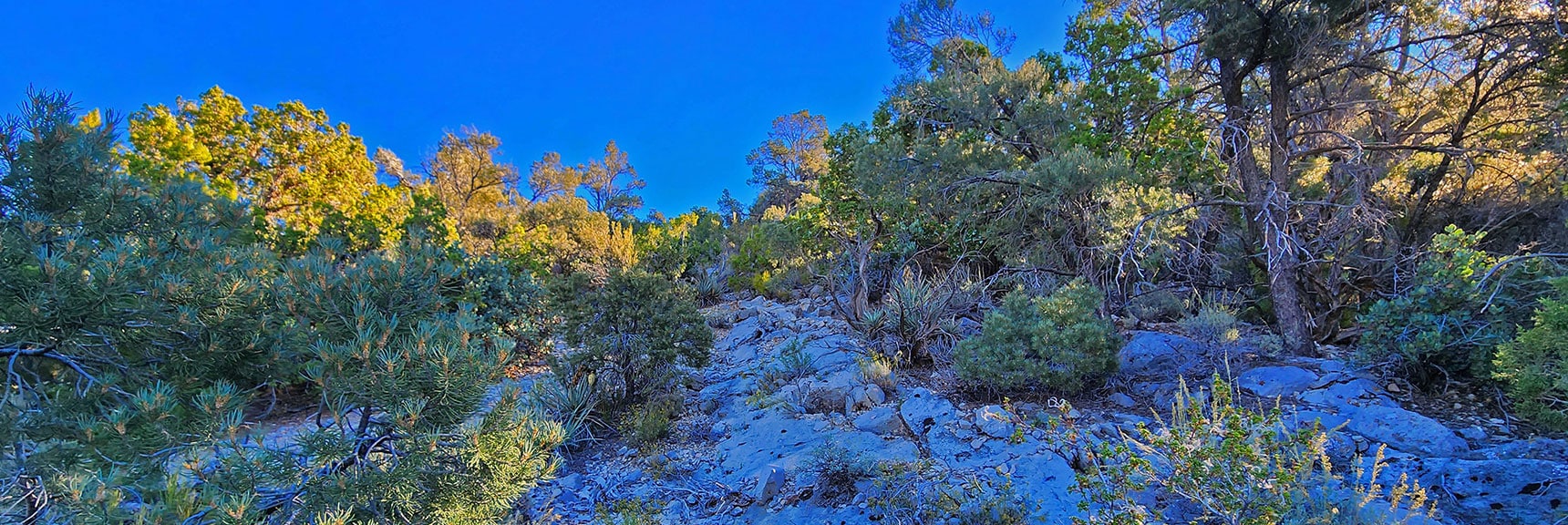 ATV Trail Ends at Ridge Base. Begin Ascent. Watch for Faint Trails and Open Areas. | Mini Matterhorn Pinnacle | Wilson Ridge | Lovell Canyon, Nevada