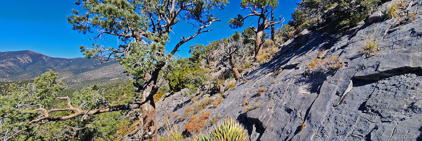 Continuing North on Wilson Ridge Means Traversing Steep Limestone Slab. Turn-Around Today Here. | Mini Matterhorn Pinnacle | Wilson Ridge | Lovell Canyon, Nevada