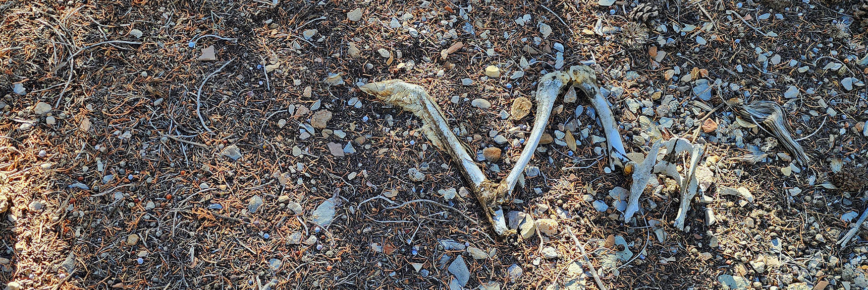 Hip and One Leg of Deer That Didn't Make It. | Switchback Spring Pinnacle | Wilson Ridge | Lovell Canyon, Nevada
