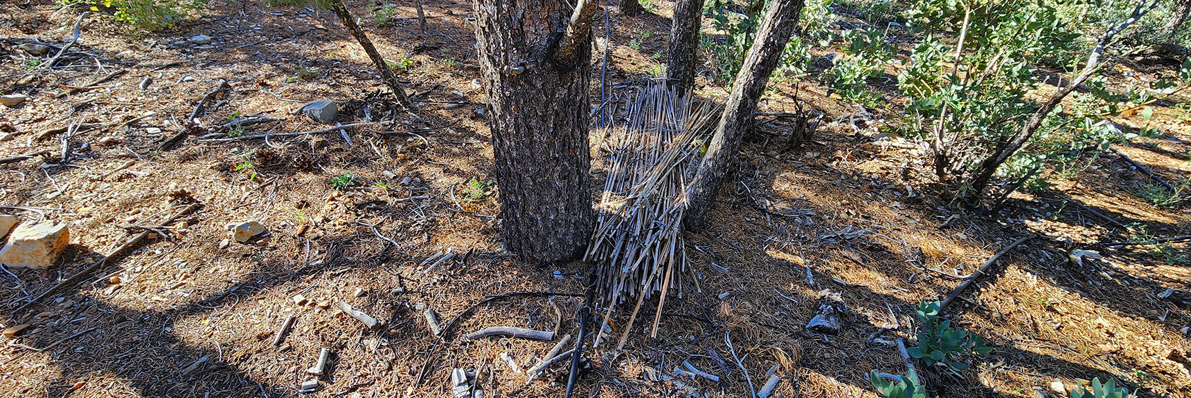 Netted Bamboo Plant Stakes. System Appeared Abandoned for Around 20+ Years | Switchback Spring Pinnacle | Wilson Ridge | Lovell Canyon, Nevada