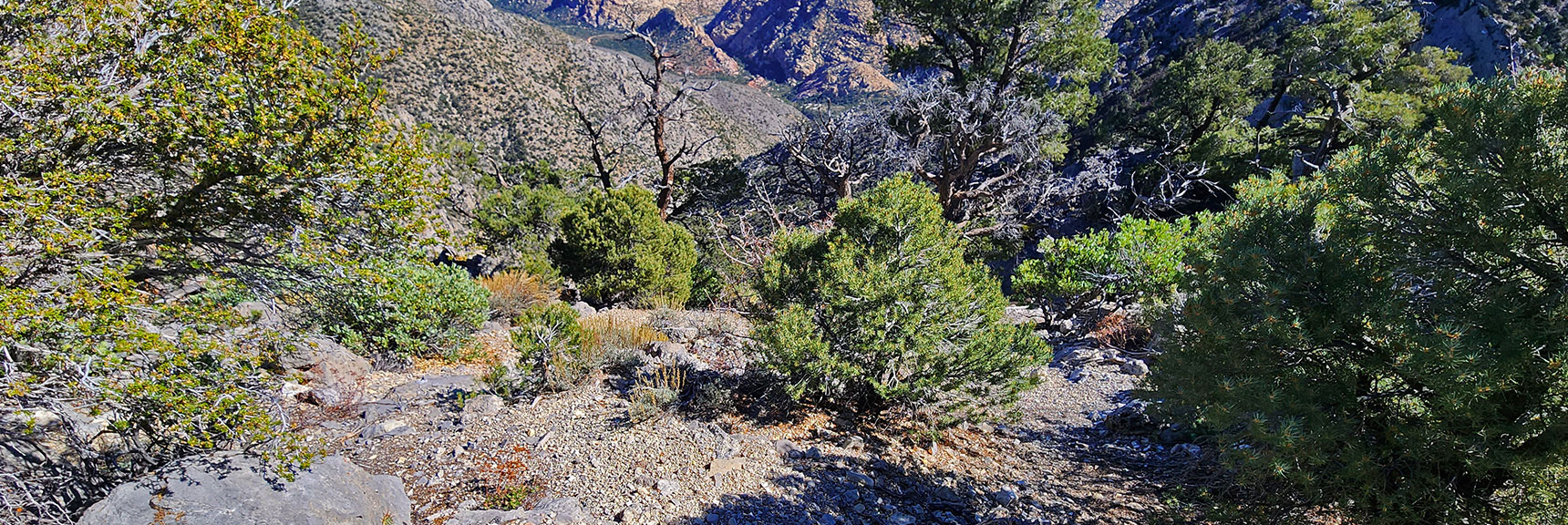 View Down Switchback Spring Canyon. | Switchback Spring Pinnacle | Wilson Ridge | Lovell Canyon, Nevada