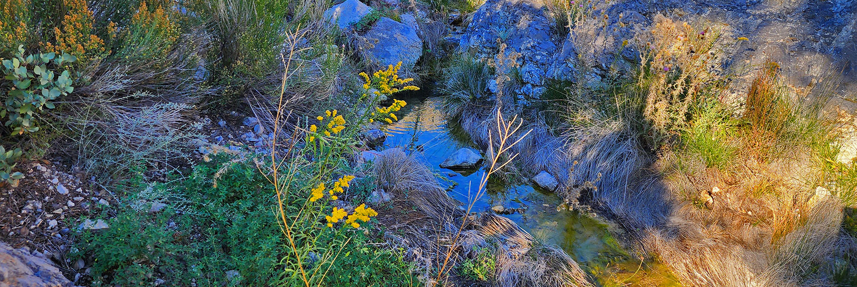It's a Beautiful, Peaceful Year-Round Spring with Lush Vegetation | Switchback Spring Ridge | Red Rock Canyon, Nevada