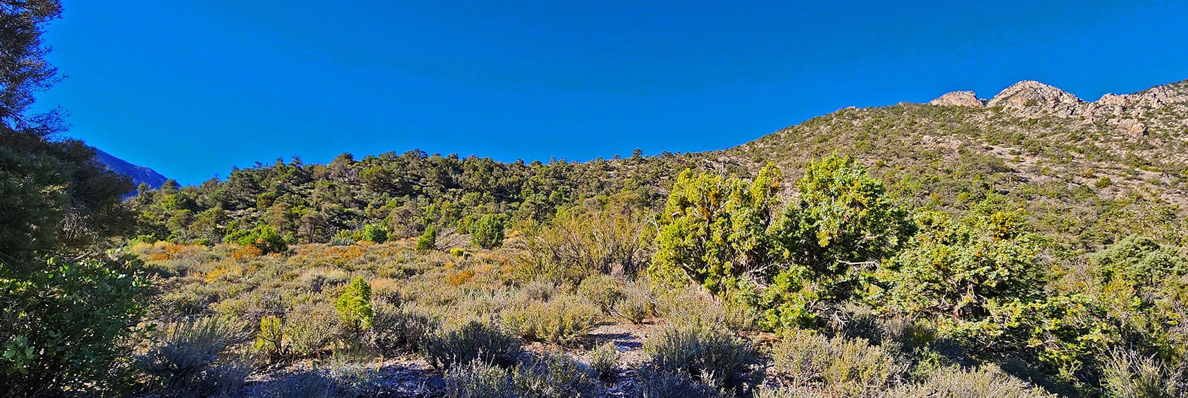 Escaping Thick Brush in the Lower Canyon By Ascending the Ridgeline Above to the South | Switchback Spring Ridge | Red Rock Canyon, Nevada