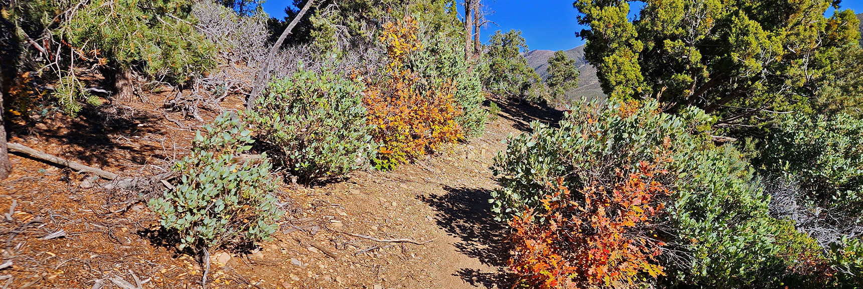 Continuing Past First Trail Division. Notice Colorful Fall Gamble's Oak. | Griffith Shadow Loop | Lovell Canyon, Nevada