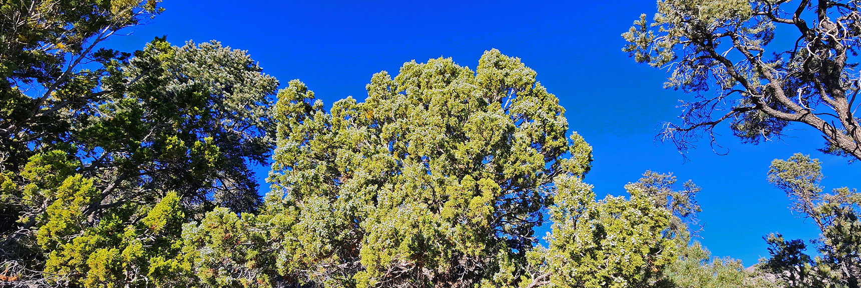 Tall Juniper and Pine Forest on Lower West Side of Loop | Griffith Shadow Loop | Lovell Canyon, Nevada
