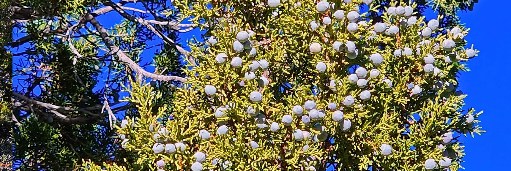 Juniper Berries. Some Are Edible, But Research Well Before Swallowing!! | Griffith Shadow Loop | Lovell Canyon, Nevada