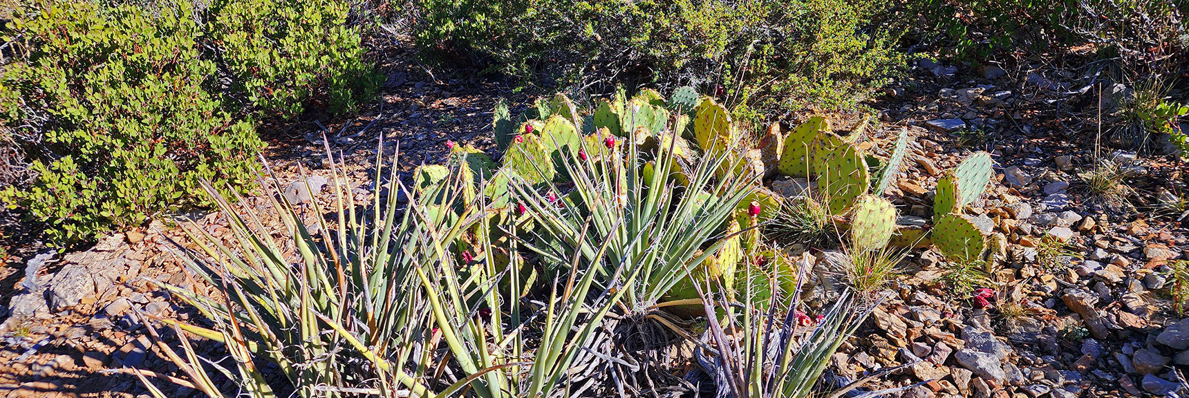Yucca and Prickly Pear Cactus on Trail | Griffith Shadow Loop | Lovell Canyon, Nevada