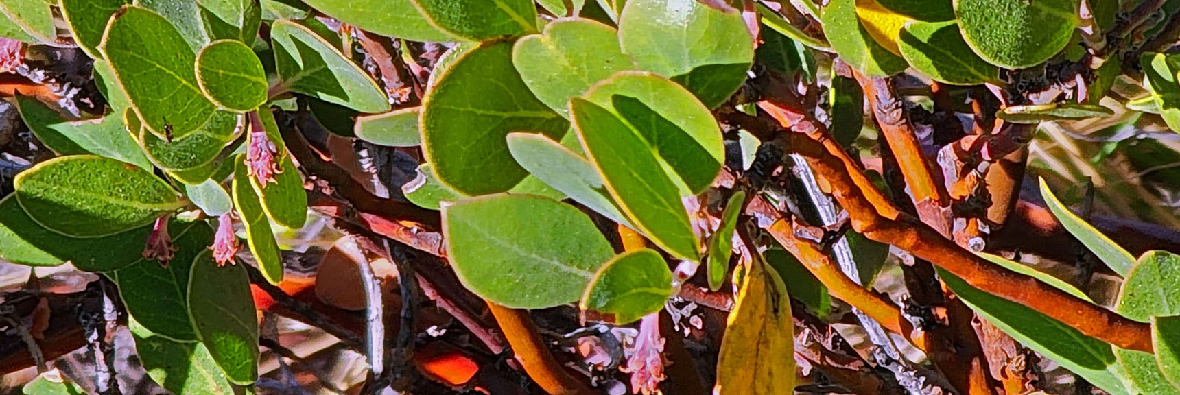 Pointed Leaf Manzanita. Note Reddish Bark. | Griffith Shadow Loop | Lovell Canyon, Nevada