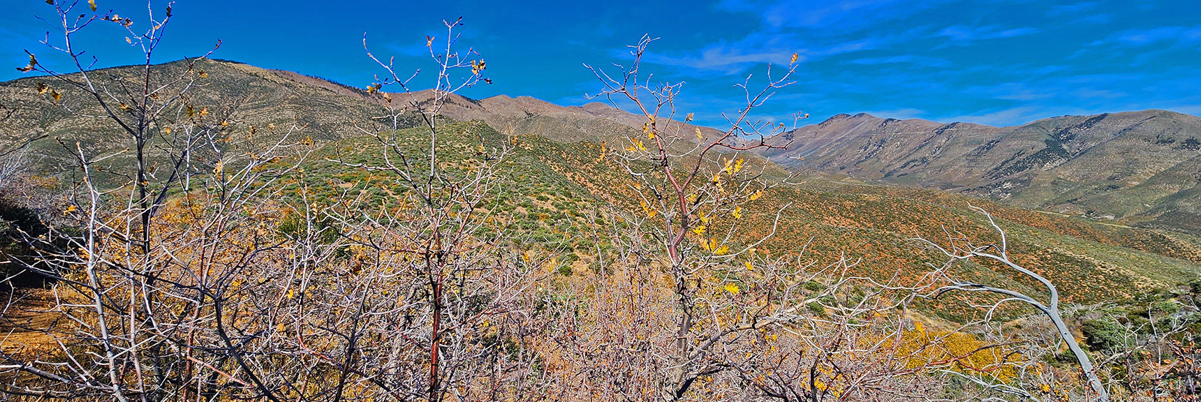 Note How the Gamble's Oak at This Elevation Thinks It's Winter vs. Colorful Fall Leaves on Trail Below. | Griffith Shadow Loop | Lovell Canyon, Nevada
