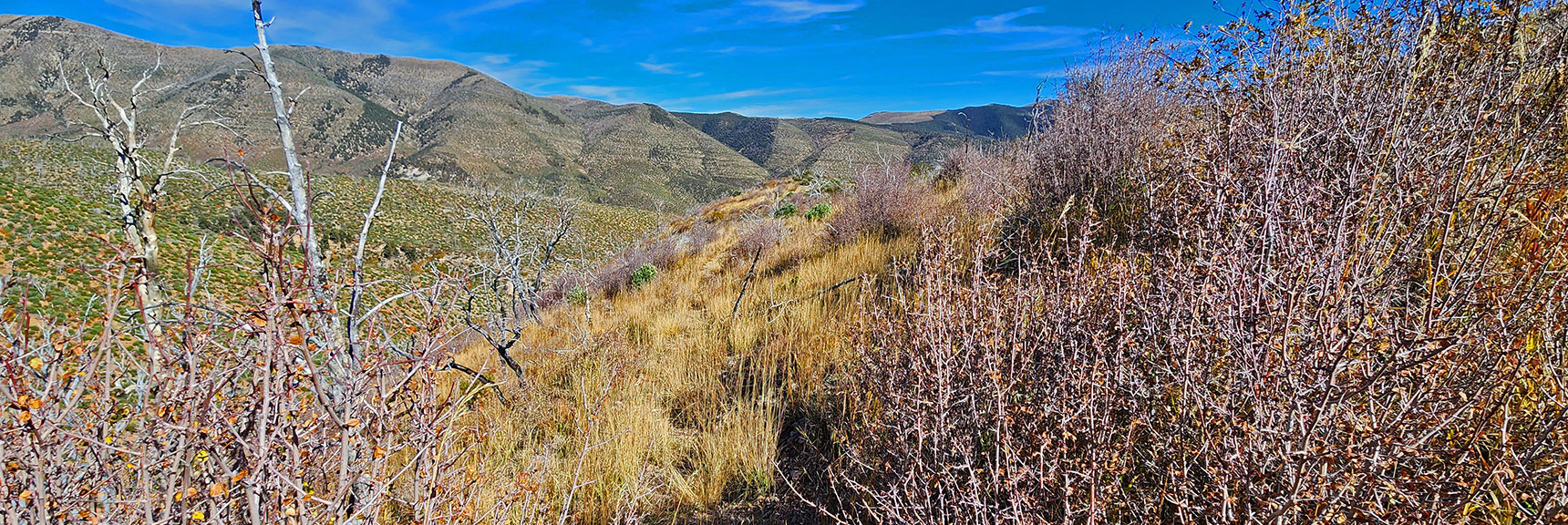 Trail Lost in Grass As it Descends Upper East Side of Ridge. Trust the Trail is There. | Griffith Shadow Loop | Lovell Canyon, Nevada