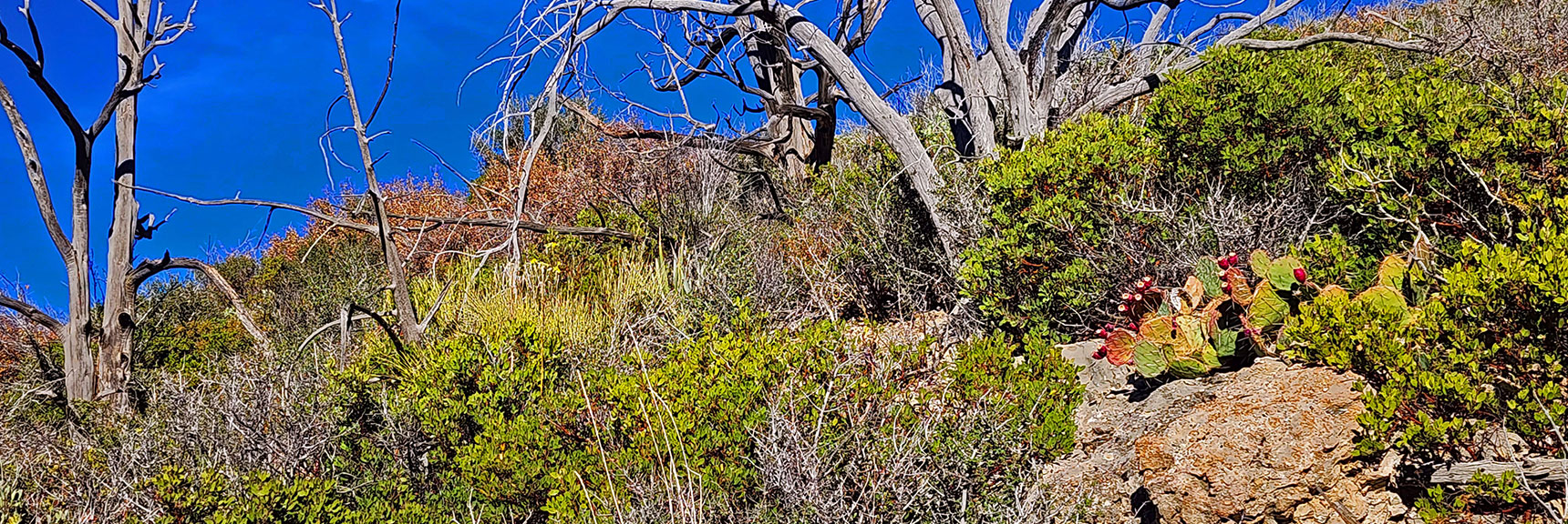 Variety of Plants Along Trail. Burned Trees, Manzanita, Fruiting Prickly Pear Cactus. | Griffith Shadow Loop | Lovell Canyon, Nevada