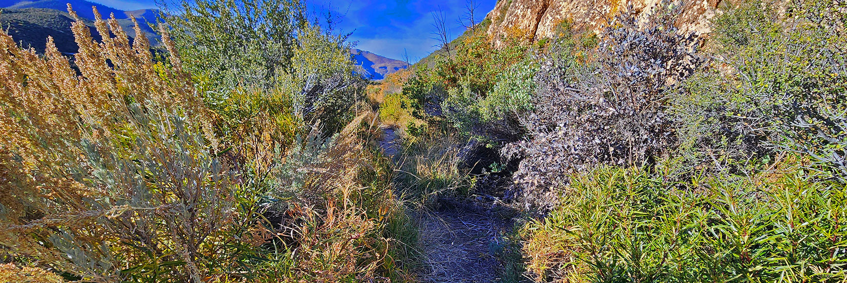 Trail Becomes Slightly Overgrown Just Before Canyon Crossing. | Griffith Shadow Loop | Lovell Canyon, Nevada
