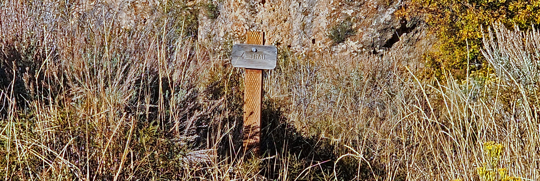 Larger View of "Trail" Sign in Middle of Canyon. Important Marker in Midst of Thick Brush. | Griffith Shadow Loop | Lovell Canyon, Nevada
