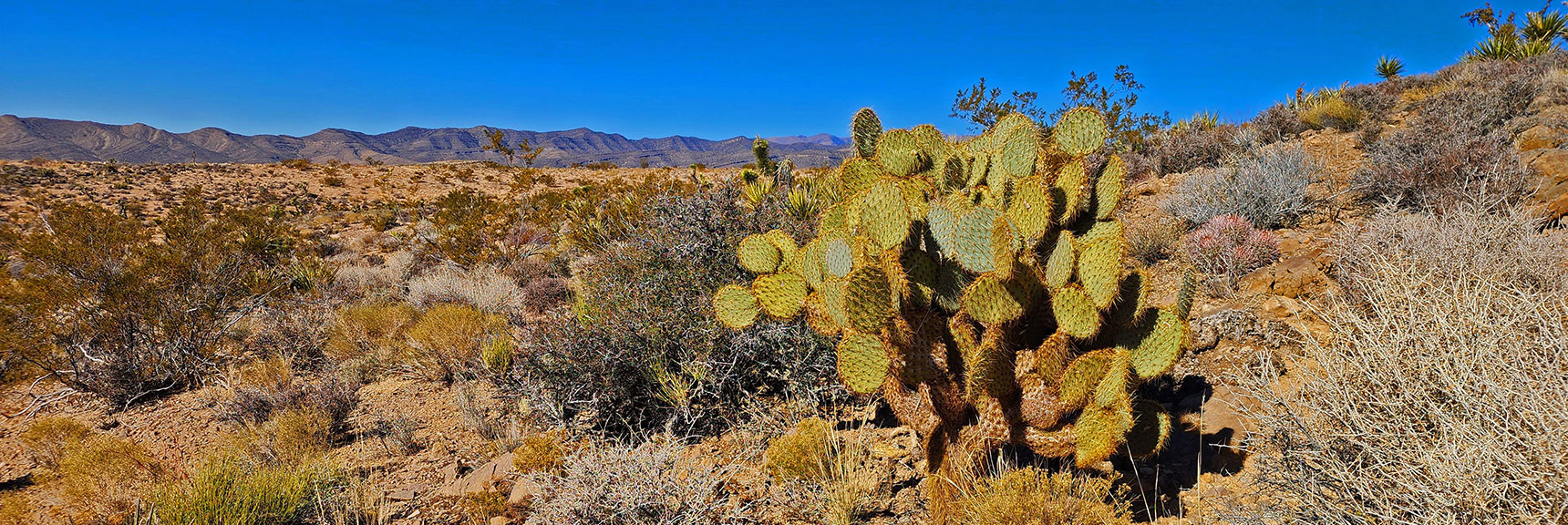 Beautiful Engelmann's Prickly Pear Cactus. Perfect Disc-Shaped Branches. | Landmark Bluff Circuit | Lovell Canyon, Nevada