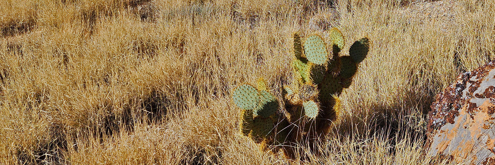 Perfect Discus-Shaped Engelmann Prickly Pear Cactus | Landmark Bluff | Lovell Canyon, Nevada