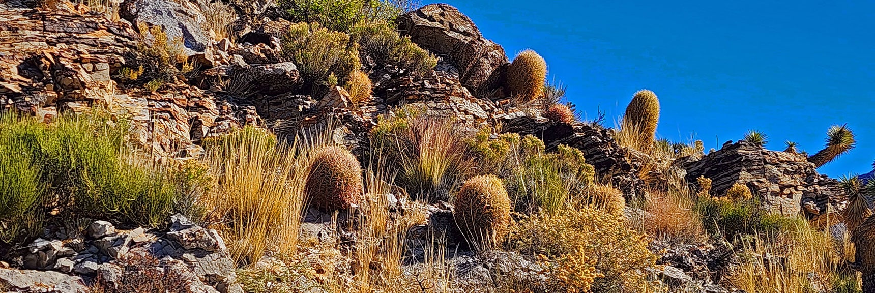 Hidden Cactus Garden Along the Way | Landmark Bluff | Lovell Canyon, Nevada