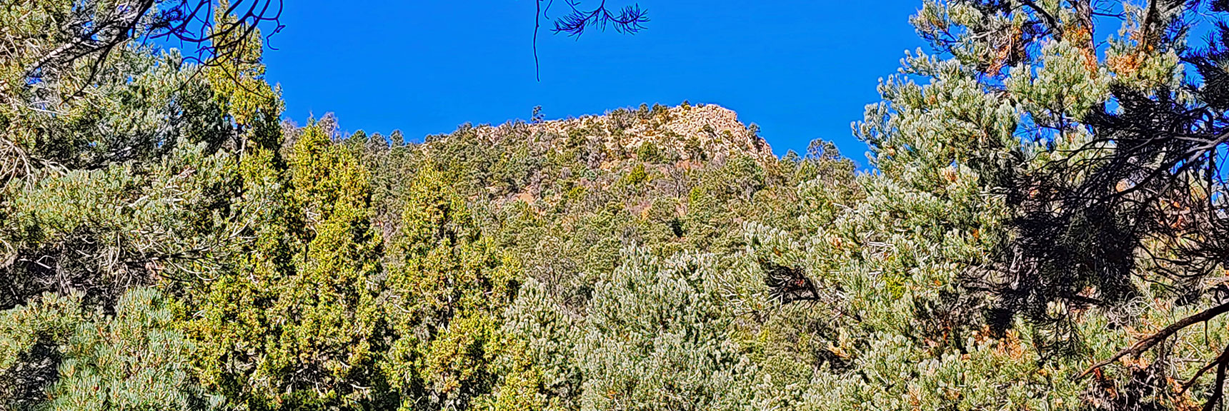 Handy Peak Through Trees. Lovell Canyon Loop Circles Handy Peak | Lovell Canyon Loop Trail | Lovell Canyon Nevada
