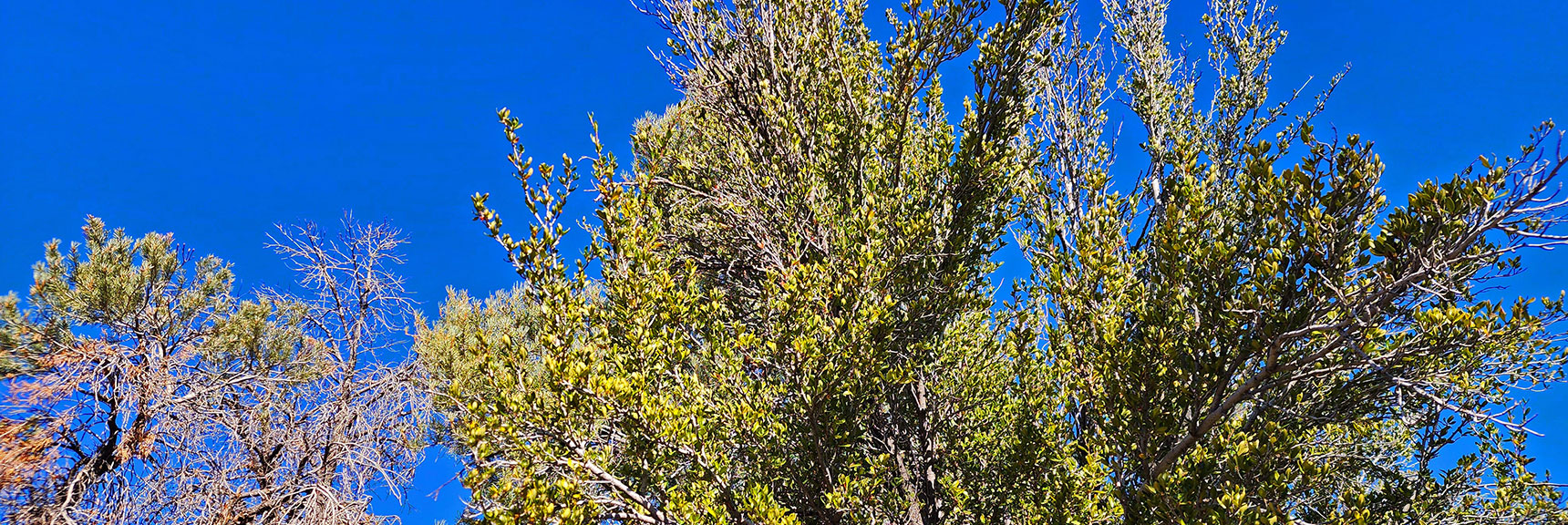 Mountain Mahogany Tree Along Trail. | Lovell Canyon Loop Trail | Lovell Canyon Nevada