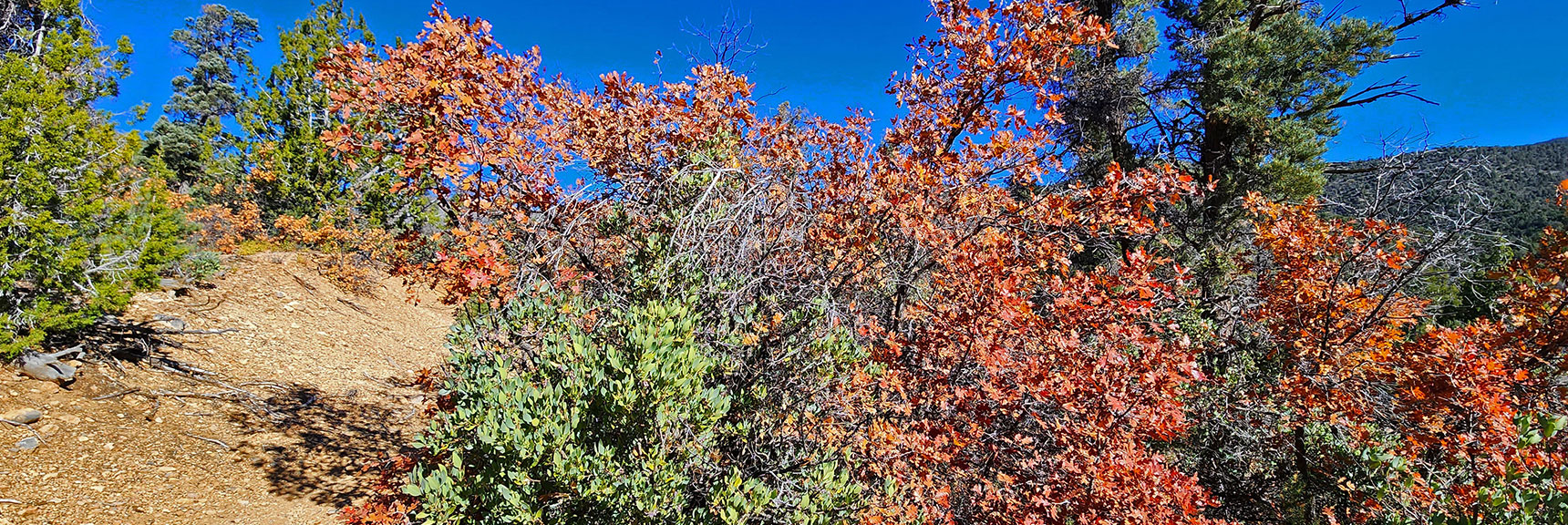 Gambles Oak Leaves Losing Fall Coloring 2nd Week in November | Lovell Canyon Loop Trail | Lovell Canyon Nevada