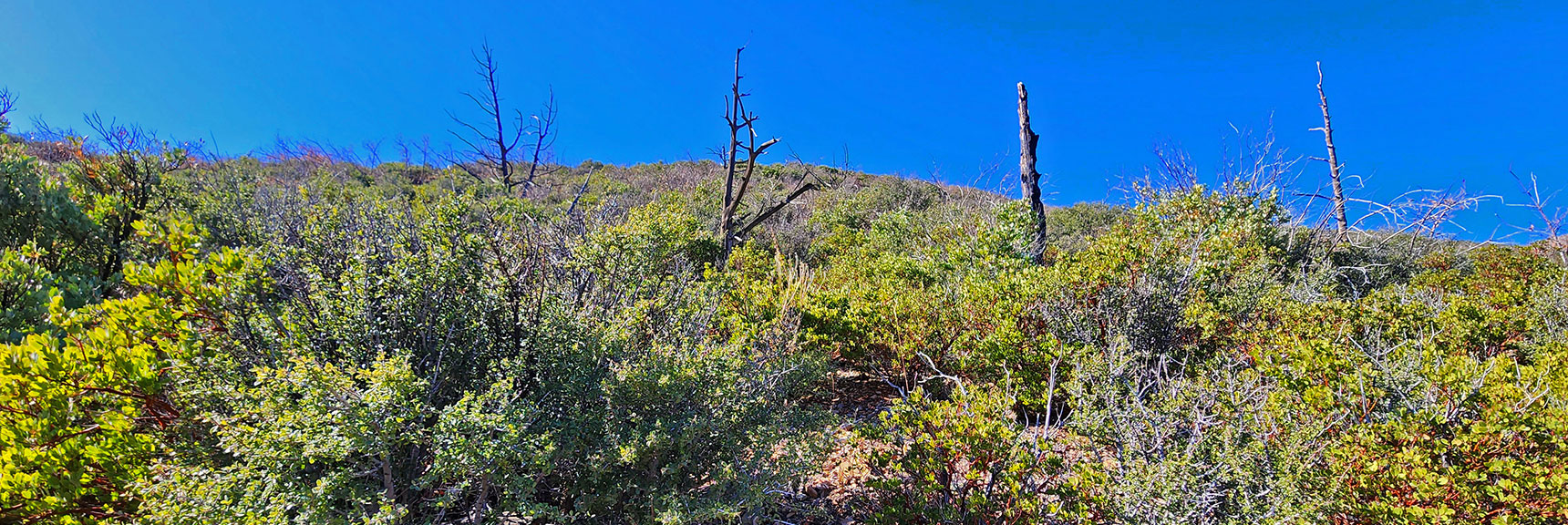 Former Burn Area. Brush Walls of Ashy Silk Tassel, Manzanita, Mountain Mahogany. | Schaefer Springs Loop Trail | Lovell Canyon, Nevada