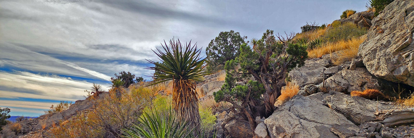 Beautiful Artistic Assortment of Sculpted Plants and Limestone Boulders. | Damsel Peak Southeastern Slope | Calico & Brownstone Basins, Nevada