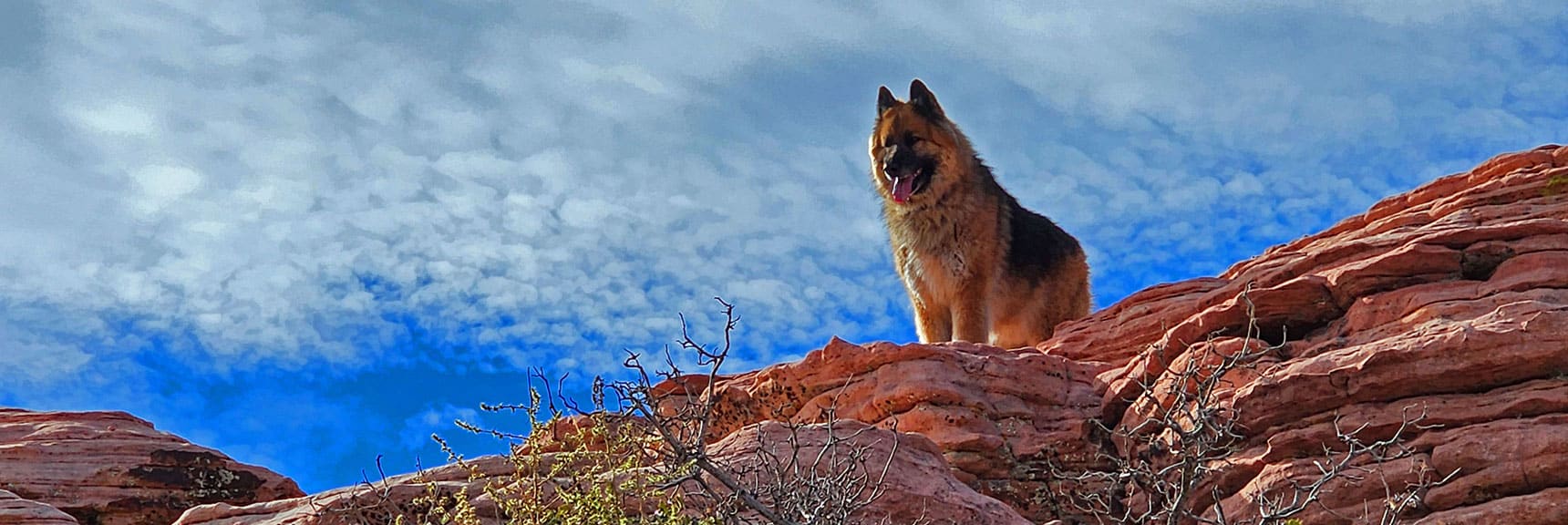 Show-Off Dog Easily Passes Me and Braggs of the Accomplishment! | Grand Staircase | Calico Basin, Nevada