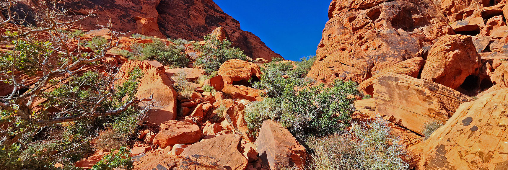 About Mid-Way Toward Passage Summit, Beautiful Shrubs & Pines Adorn Red Rock | Lower Calico Hills Loop | Calico Basin & Red Rock Canyon, Nevada