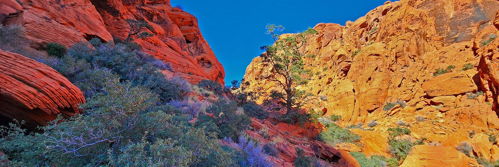 Countless Shades of Browns and Reds with Scattered Bonsai-Like Pines | Lower Calico Hills Loop | Calico Basin & Red Rock Canyon, Nevada