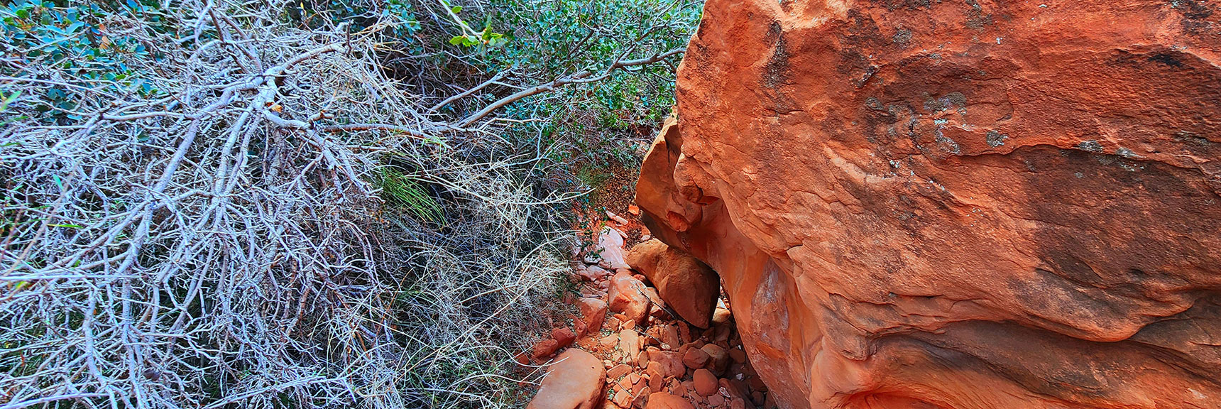 Many Squeeze Points Between Sharp Desert Holly and Boulders. Recommend Long Sleeves! | Lower Calico Hills Loop | Calico Basin & Red Rock Canyon, Nevada