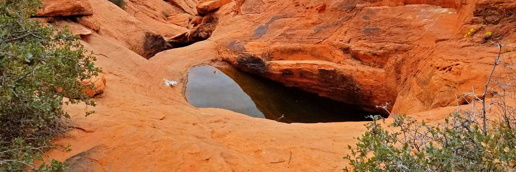 View Pool, Then Return to Main Passage | Lower Calico Hills Loop | Calico Basin & Red Rock Canyon, Nevada