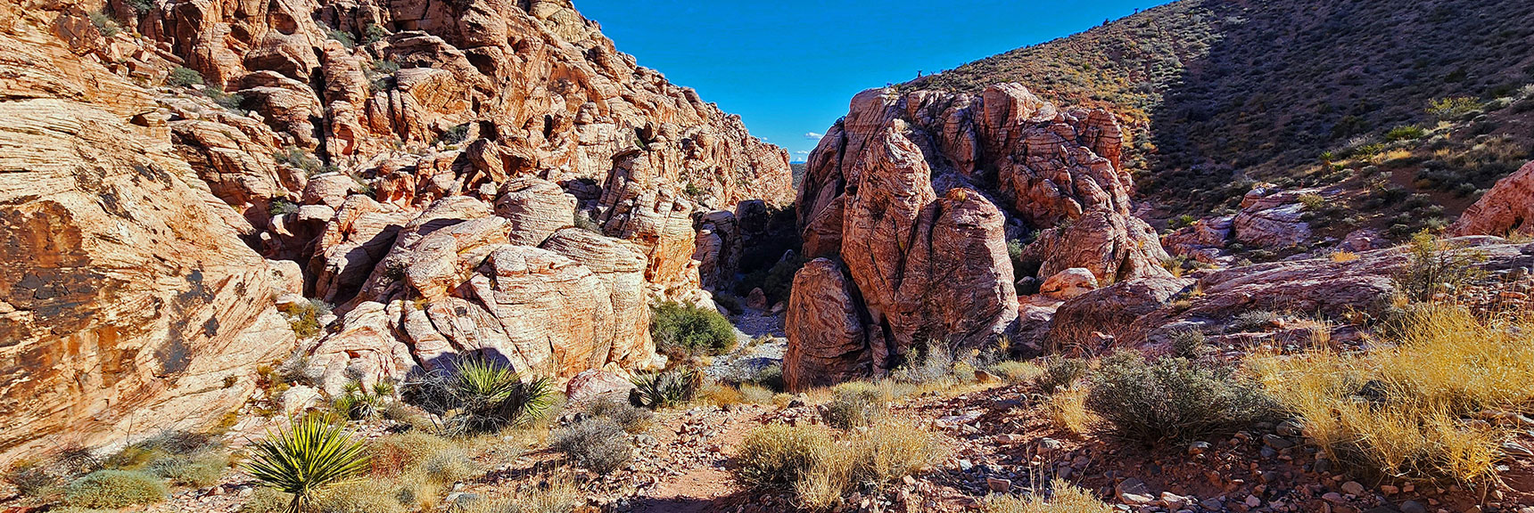 Now on Lower Calico Hills Trail. Can Choose Higher Trail to Right or Canyon Wash Below | Lower Calico Hills Loop | Calico Basin & Red Rock Canyon, Nevada