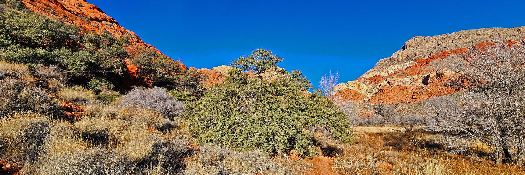 Ash Spring is a Beautiful Desert Oasis with Huge Desert Holly and Gambles Oak Trees | Upper Calico Hills Loop | Calico Basin and Red Rock Canyon, Nevada