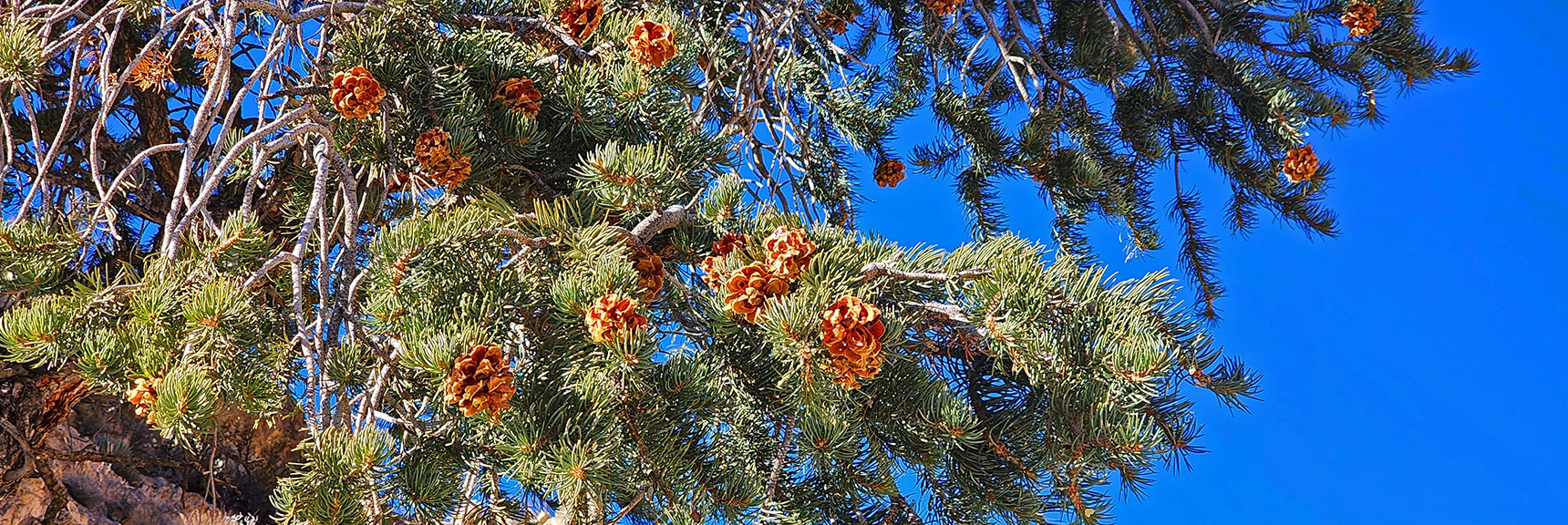 Note Color Variety from Pinecones to Pine Needles to Blue Sky | Pink Goblin Loop | Calico Basin, Nevada