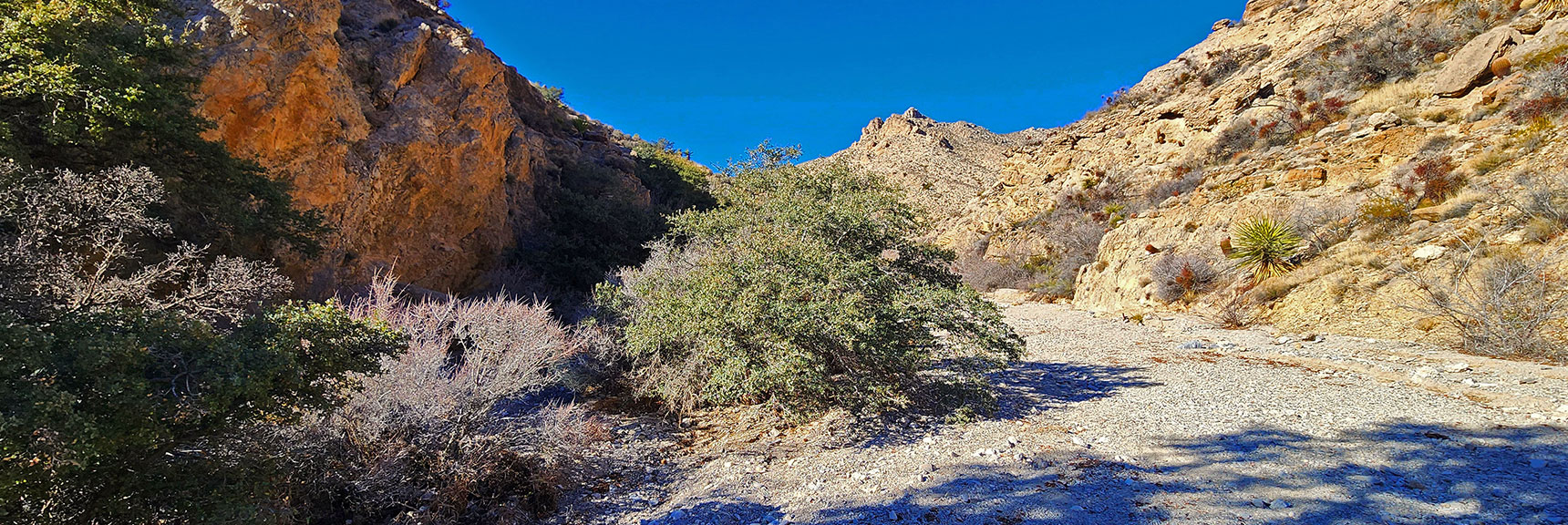 Desert Holly Tree Ahead, Gateway Canyon Narrowing | Pink Goblin Loop | Calico Basin, Nevada