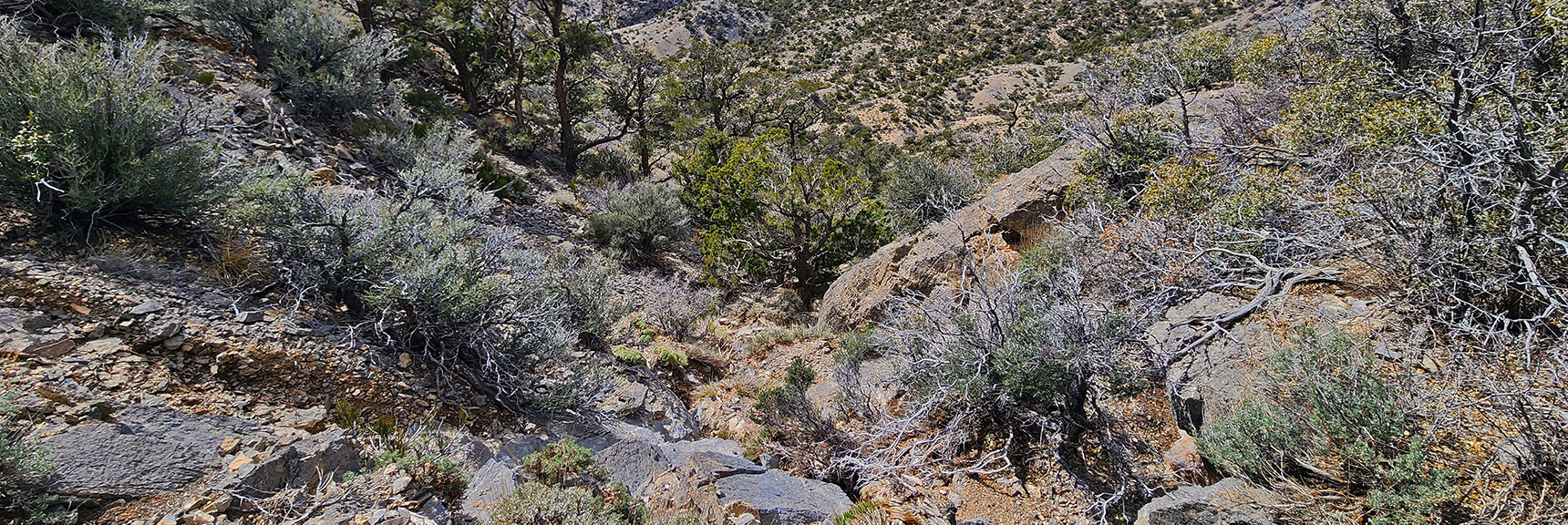 Weave Through Brush, Trees, But Very Gradual, Easy Walk. | Damsel Peak Loop | Gateway Peak | Brownstone Basin, Nevada