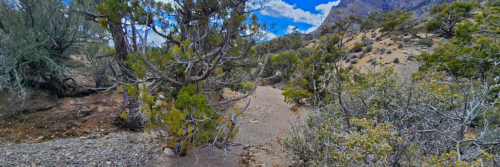 This Wash at the Base of the Descent Gully Easily Takes You Down to Brownstone Trail and Road. | Damsel Peak Loop | Gateway Peak | Brownstone Basin, Nevada