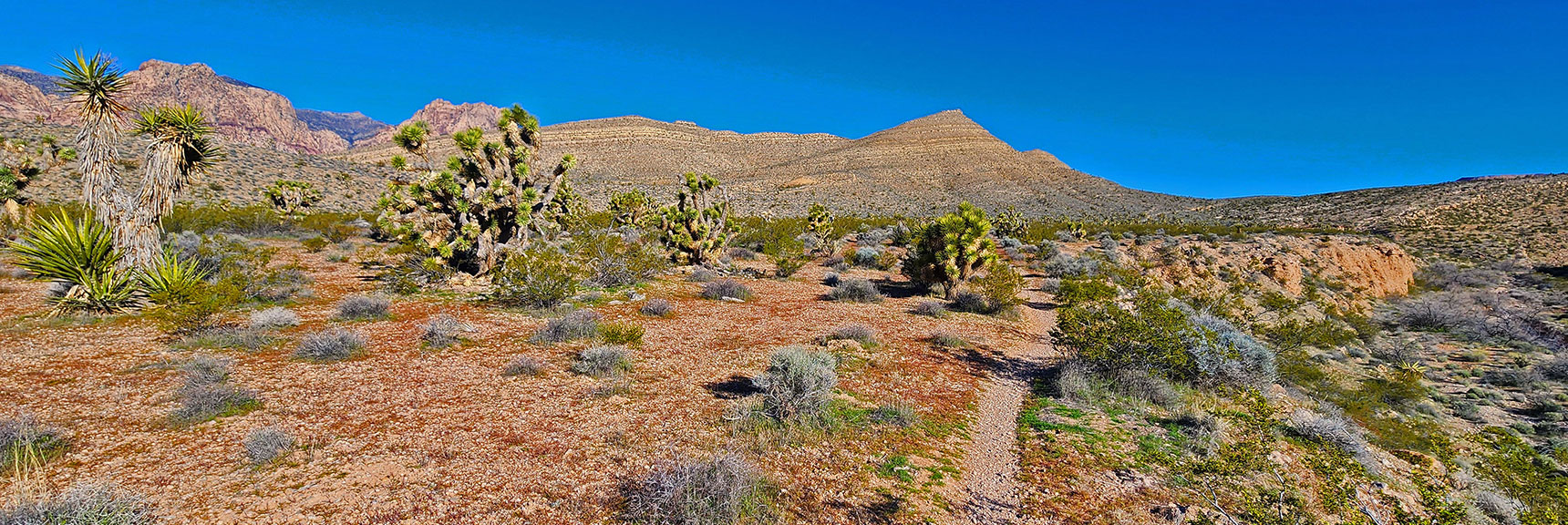 Cross Hwy 159, Head Up a Wash. Trail Soon Ascends to Left Edge of Wash. | Western High Ridge | Blue Diamond Hill, Nevada