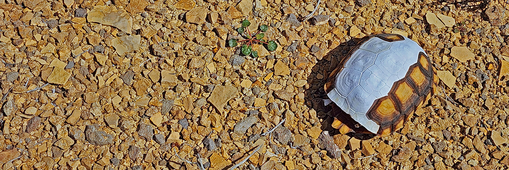 This Tortoise Didn't Make It. Drought, Few Plants, Extreme Temperatures. | Western High Ridge | Blue Diamond Hill, Nevada